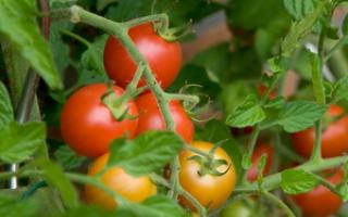 Как вырастить хорошие помидоры в открытом грунте