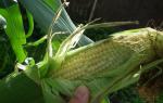 Cбор урожая кукурузы Что делать с кукурузой после сбора урожая